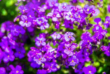 Blue flowers bloom in the botanical garden
