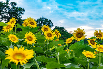 あけぼの山農業公園　ひまわり畑　
