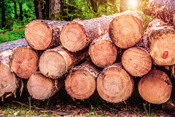 Sawn pine trunks lie on the grass

