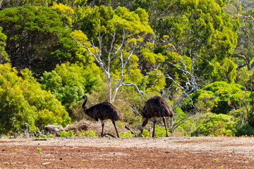 Wild Emu walking in Volcanic Bushland at Tower Hill Nature Reserve, Victoria, Australia