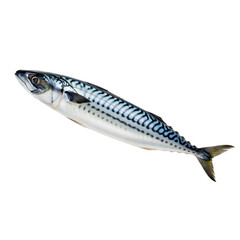 Fresh mackerel fish isolated on transparent background