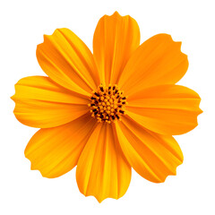 Orange Cosmos Flower Isolated