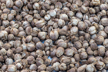 Cardamom (Elettaria cardamomum) is a drink ingredient or traditional medicine.
