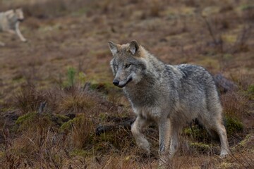 Portrait of Wolfs in the wild