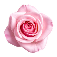 Pink Rose Blossom Isolated on White