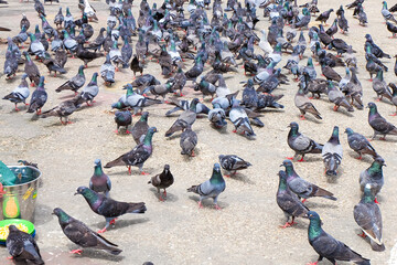 Birds on the street of Yangon, pigeons  © PaBou