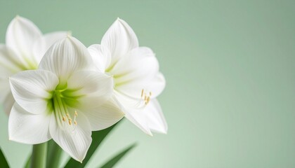 Fototapeta premium Amaryllis flower background