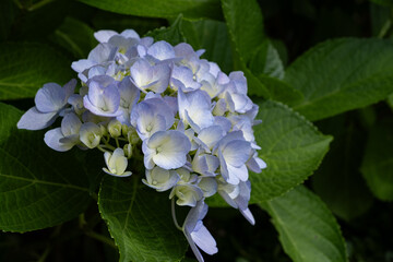 紫陽花