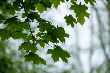 Green maple leafs. Red maple leafs with green background