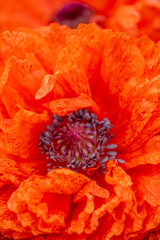 Red fluffy poppies among summer greenery. Soft focus. Close-up. Summer background
