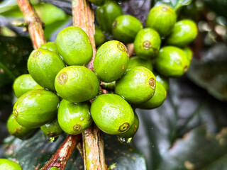 Green Coffee Fruit on a Branch