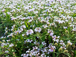 花壇に咲くバーベナ