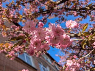 Sakura tree blossom in a decorative park area. The cherry blossom season creates a mood in the spring. Full, richly petaled, delicately pink flowers are densely arranged on the branches of the tree