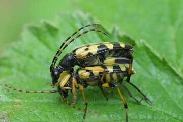 Closeup on a copulation amplexus of a male and female spotted longhorn beetle, Leptura maculata