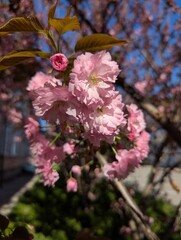 Sakura tree blossom in a decorative park area. The cherry blossom season creates a mood in the spring. Full, richly petaled, delicately pink flowers are densely arranged on the branches of the tree