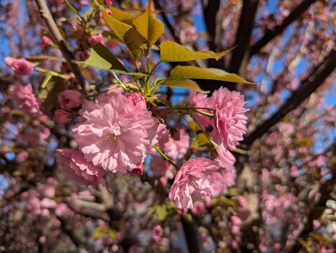 Sakura tree blossom in a decorative park area. The cherry blossom season creates a mood in the spring. Full, richly petaled, delicately pink flowers are densely arranged on the branches of the tree - Powered by Adobe