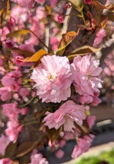 Sakura tree blossom in a decorative park area. The cherry blossom season creates a mood in the spring. Full, richly petaled, delicately pink flowers are densely arranged on the branches of the tree