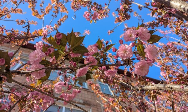 Sakura tree blossom in a decorative park area. The cherry blossom season creates a mood in the spring. Full, richly petaled, delicately pink flowers are densely arranged on the branches of the tree - Powered by Adobe