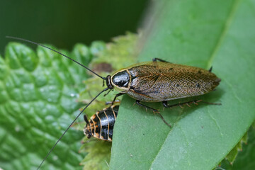 Closeup on a forest or lesser cockroach, Ectobius sylvestris on a green leaf