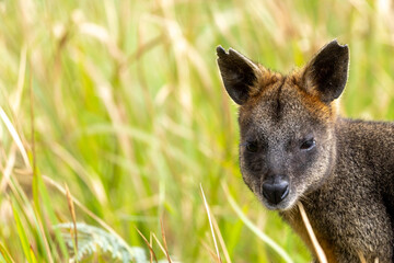 A Swamp wallaby (Wallabia bicolor) feeding.