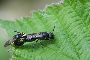 Closeup on amplexus copulation of Hylaeus communis male and female Common Yellow-faced bee