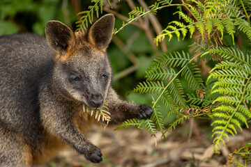 A Swamp wallaby (Wallabia bicolor) feeding.