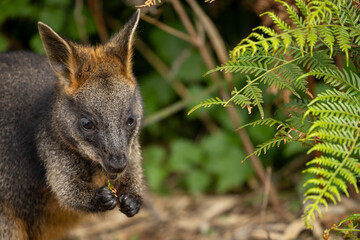 A Swamp wallaby (Wallabia bicolor) feeding.