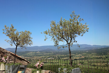 2 arbres sous le ciel bleu