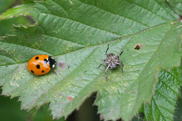 Closeup on a fresh emerged seven-spot ladybird, Coccinella septempunctata
