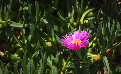 Carpobrotus edulis. Succulent plant. native to South Africa.