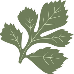celery, herbal medicine and food, cooking ingredients