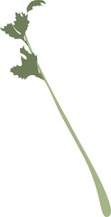 celery, herbal medicine and food, cooking ingredients