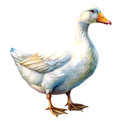 Fototapeta premium White Domestic Goose – Farm Bird Clipart Isolated on Transparent Background.png