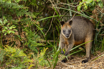 A Swamp wallaby (Wallabia bicolor) feeding.