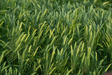 Dojrzewające zboże na polu, tło.