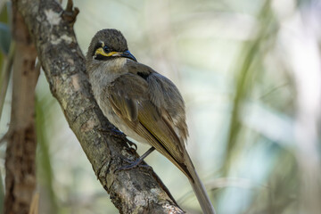 A Yellow-faced Honeyeater perched on a branch