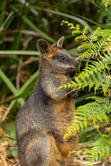 A Swamp wallaby (Wallabia bicolor) feeding.