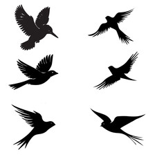 Obraz premium Bird Vector-4