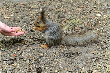 An almost tame young squirrel eats nuts from your hand.