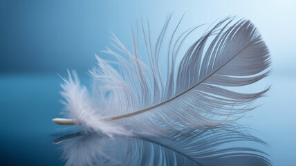 Obraz premium Single delicate white feather placed on a soft blue gradient background, minimal and serene composition