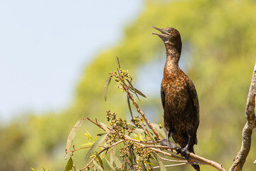 A Little Black Cormorant perched with beak open