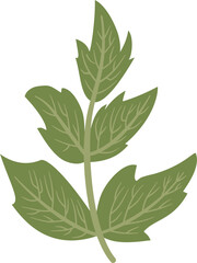 Angelica sinensis, dong quai, leaf