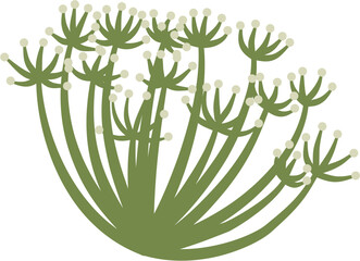 Angelica sinensis, dong quai, flower