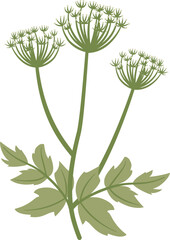 Angelica sinensis, dong quai, flower and leaf