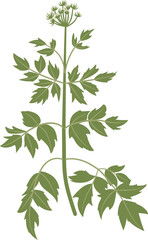 Angelica sinensis, dong quai, plant