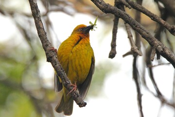Yellow cape weaver with food in beak