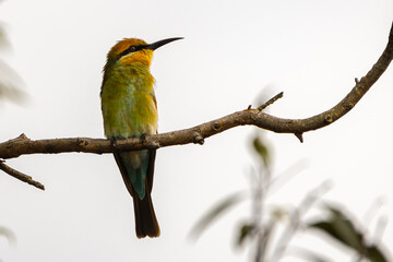 A Rainbow Bee-eater perched on a branch