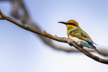 Obraz premium A Rainbow Bee-Eater perched on a branch