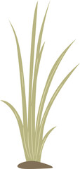 Acorus calamus, sweet flag plant leaves