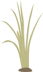 Acorus calamus, sweet flag plant leaves